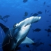 shark_hammerhead_scalloped_ci_h_0057_cr.jpg